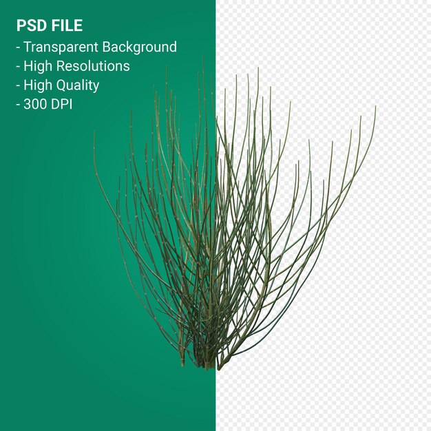 PSD plant 3d render geïsoleerd