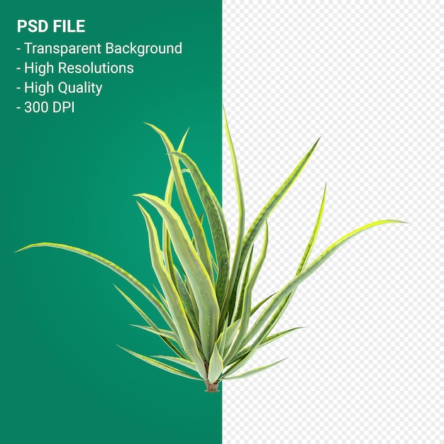 PSD pianta 3d rendering isolato