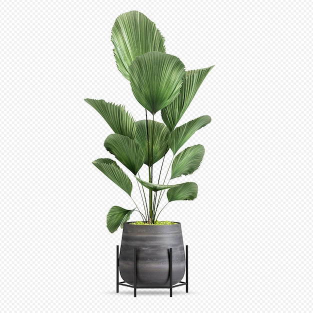 PSD plant in 3d rendering isolated