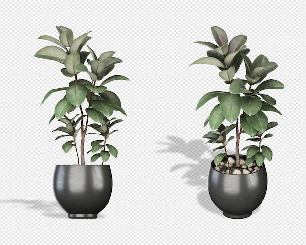 Plant 3D-rendering