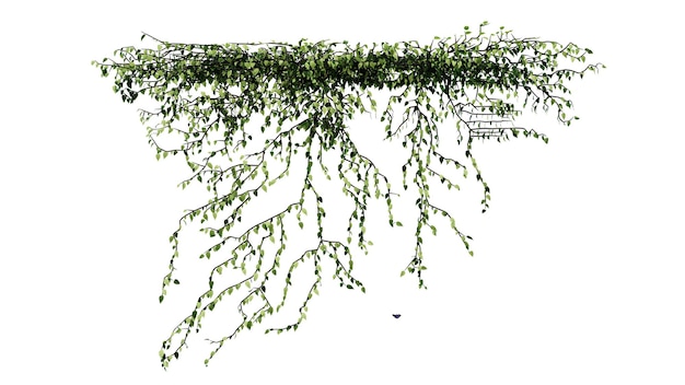 PSD 식물과 꽃 포도나무 초록색 아이비 열대 잎은 투명한 배경에 고립 된 등반을 매달리고 있습니다.