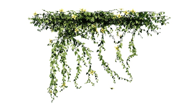 Растение и цветочная лоза зеленый плющ листья тропических висящих скалолазание изолированно на прозрачном фоне