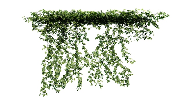 PSD 식물과 꽃 포도나무 초록색 아이비 열대 잎은 투명한 배경에 고립 된 등반을 매달리고 있습니다.