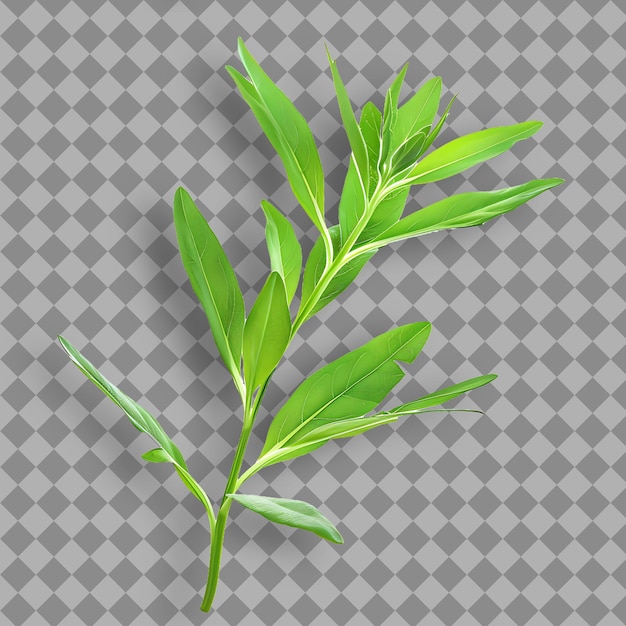 PSD a plant on a checkered background with a green leaf