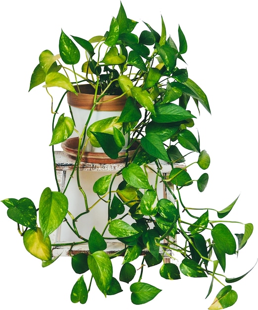 plant epipremnum marble pothos hanging plant stand