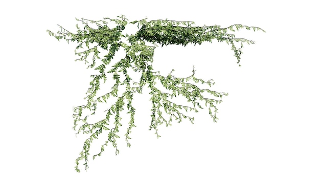 PSD pianta e fiore vigna verde edera foglie tropicali appese arrampicandosi isolate su uno sfondo trasparente