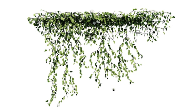 Plant and flower vine green ivy leaves tropic hanging climbing isolated on transparent background