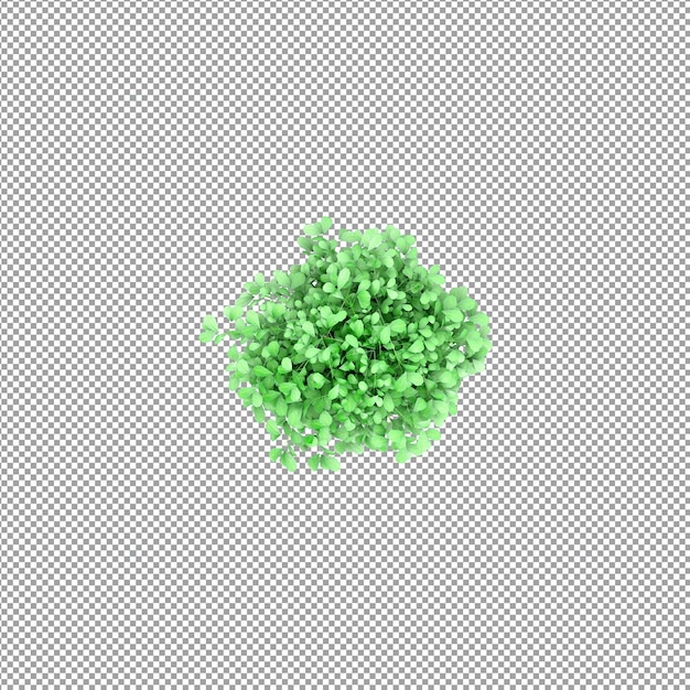 Plant geïsoleerd in 3D-rendering