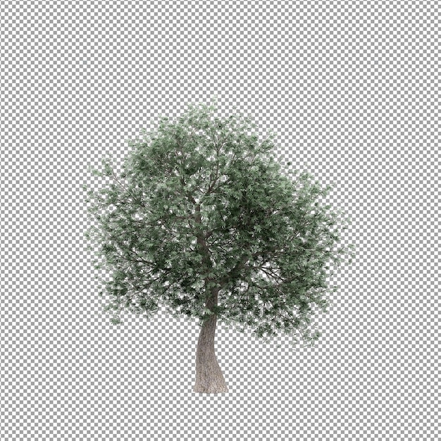 Plant geïsoleerd in 3d-rendering