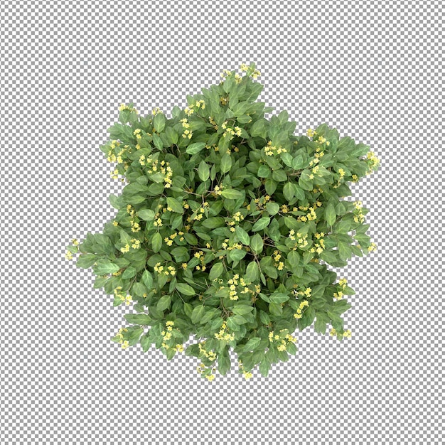 Plant geïsoleerd in 3d-rendering