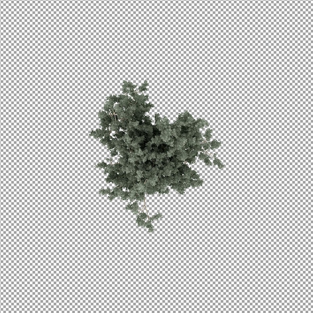 Plant geïsoleerd in 3d-rendering