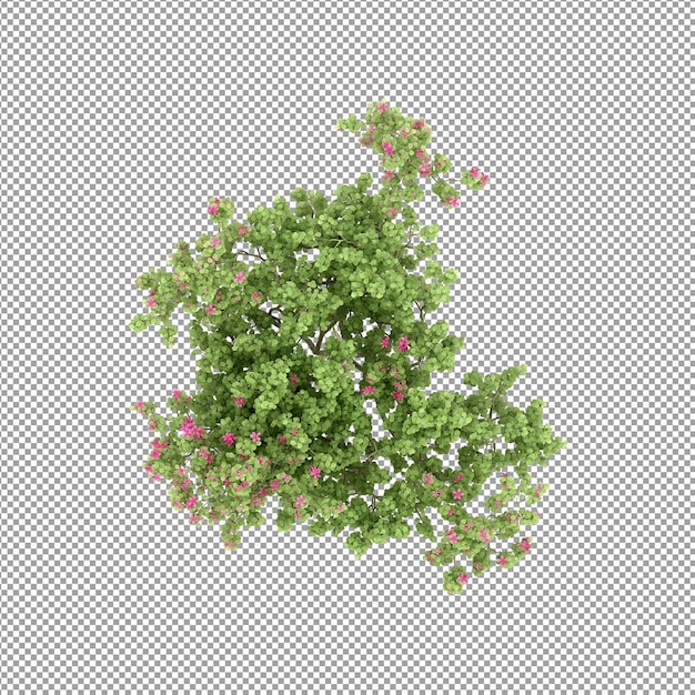 Plant geïsoleerd in 3D-rendering