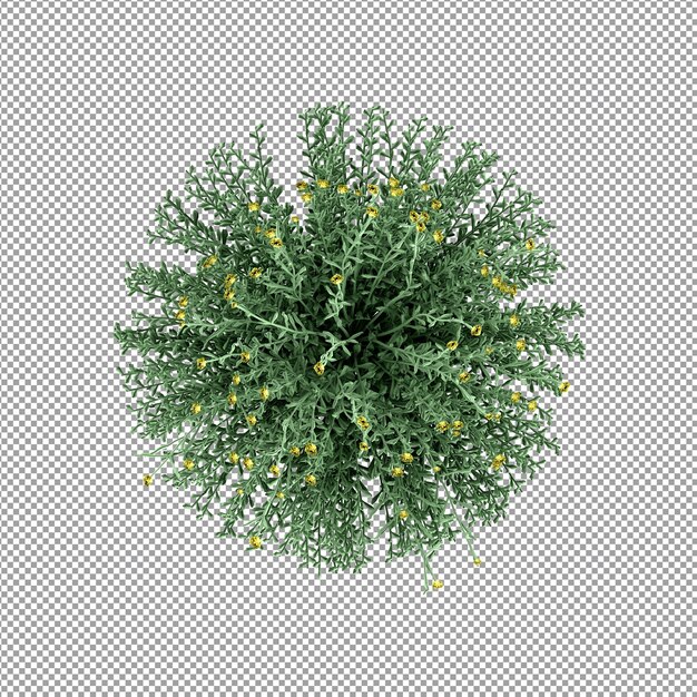 Plant geïsoleerd in 3D-rendering