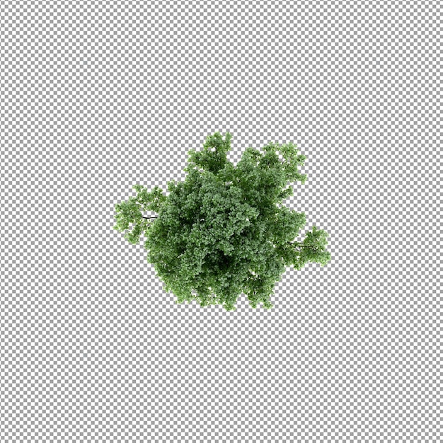 Plant geïsoleerd in 3D-rendering