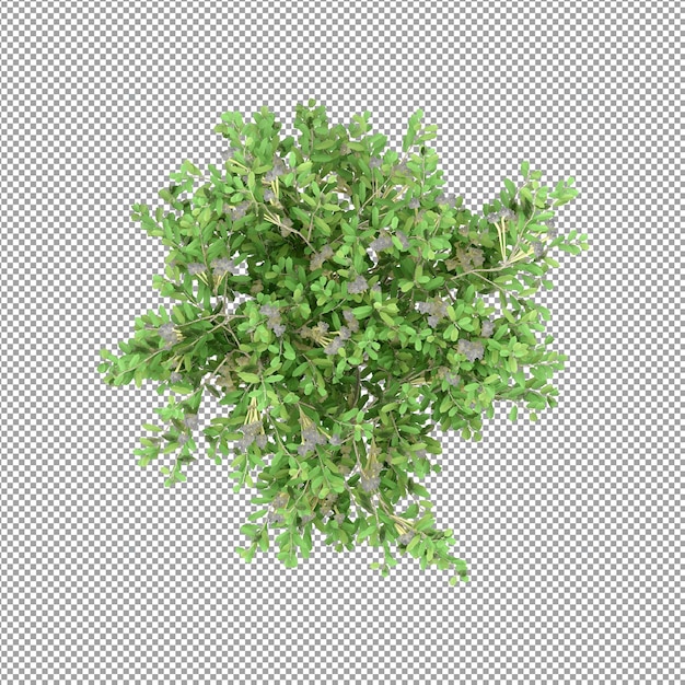 Plant geïsoleerd in 3d-rendering