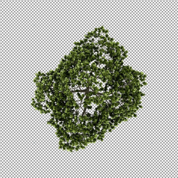 Plant geïsoleerd in 3d-rendering