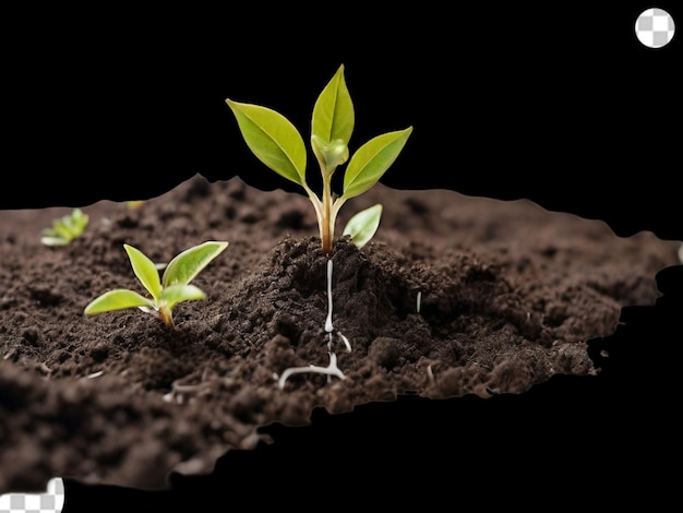 Plant growing in the ground png transparent