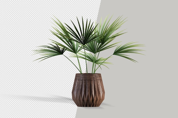 Plant in 3D-rendering geïsoleerd