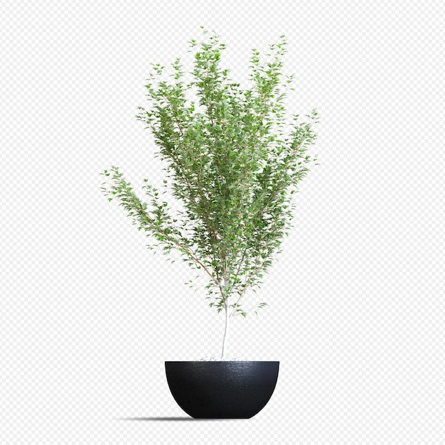 PSD plant in 3d-rendering geïsoleerd