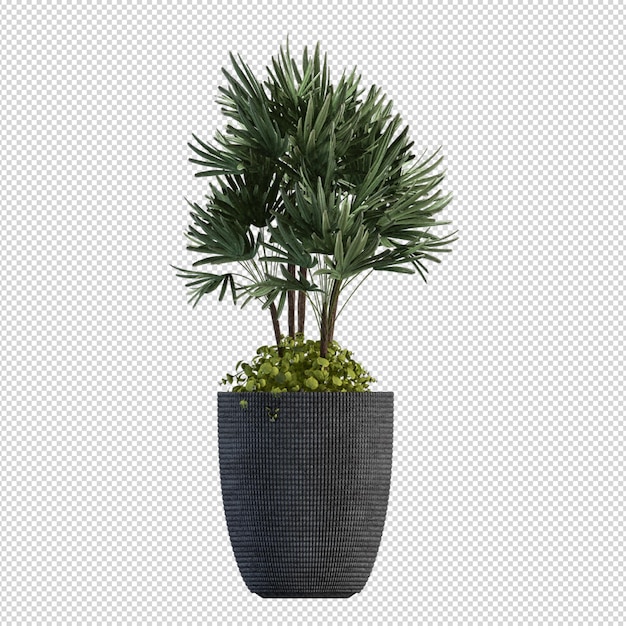 Plant in 3d-rendering geïsoleerd