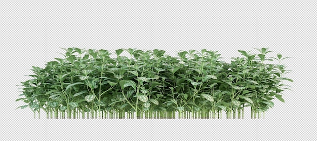 Plant in 3d-rendering geïsoleerd