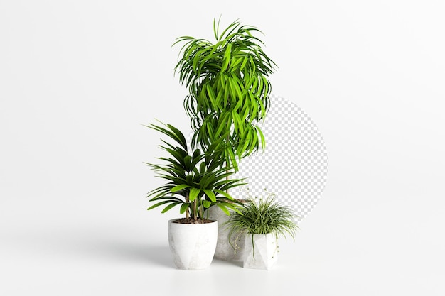 分離された3dレンダリングの植物