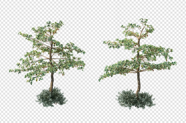 分離された3dレンダリングの植物