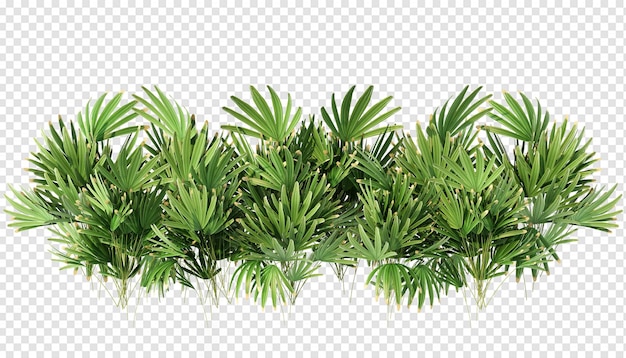 PSD 分離された3dレンダリングの植物