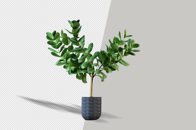 Plant in 3d-rendering