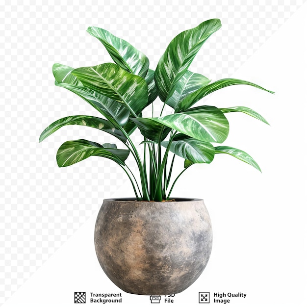 Plant in pot groene plant geïsoleerd op witte geïsoleerde achtergrond png-bestand met transparante geïsoleerde achtergrond ook beschikbaar knipsel gebladerte in een stenen plantenpot