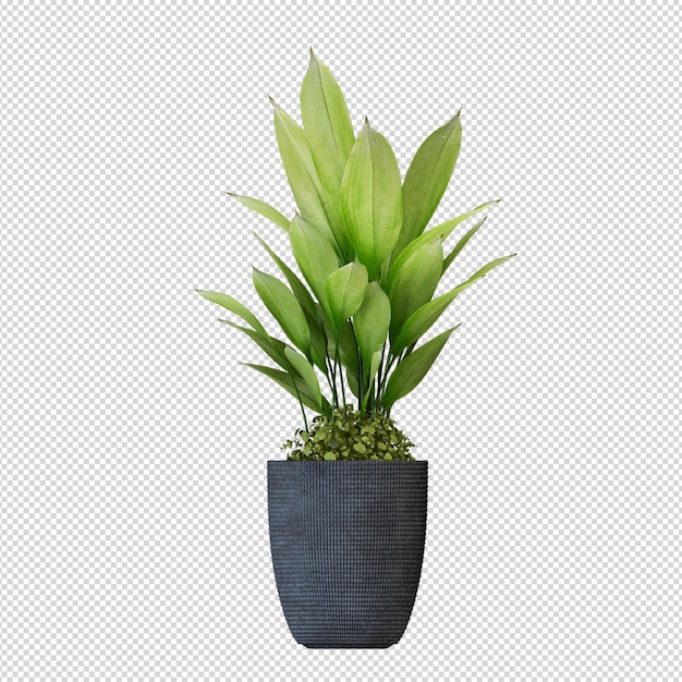 Plant in pot in 3d-rendering geïsoleerd