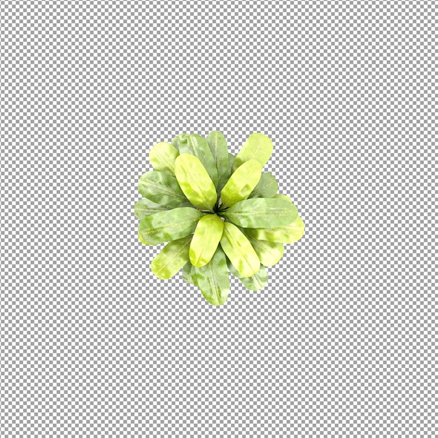 Plant isolated in 3d rendering