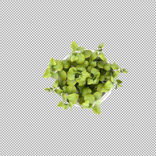 Plant isolated in 3d rendering