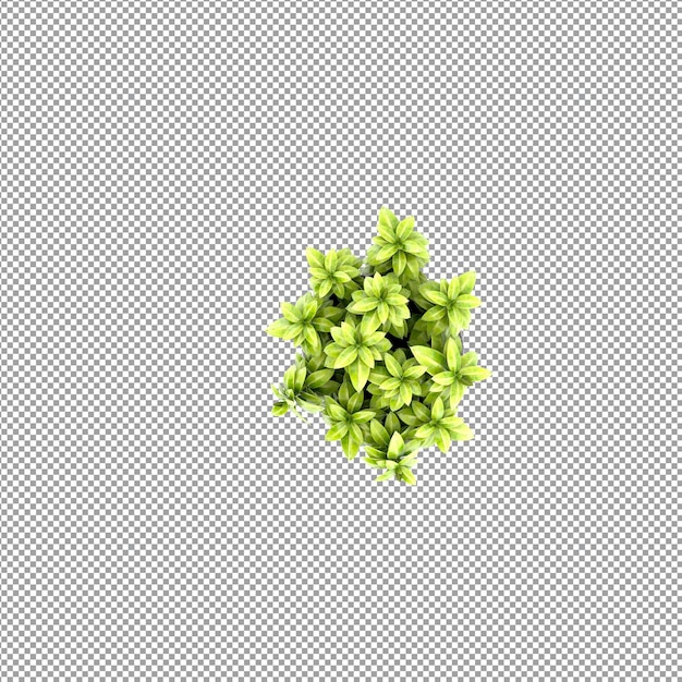 Plant isolated in 3d rendering