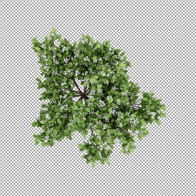 Plant isolated in 3d rendering