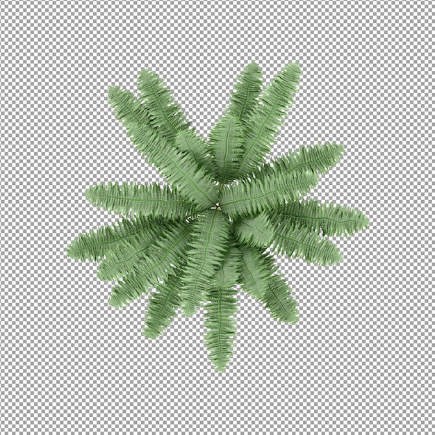 Plant isolated in 3d rendering