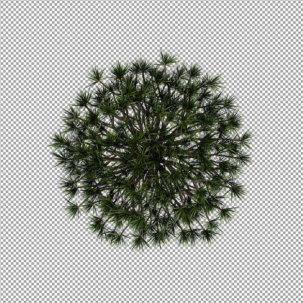 Plant isolated in 3d rendering