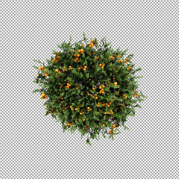 Plant isolated in 3d rendering