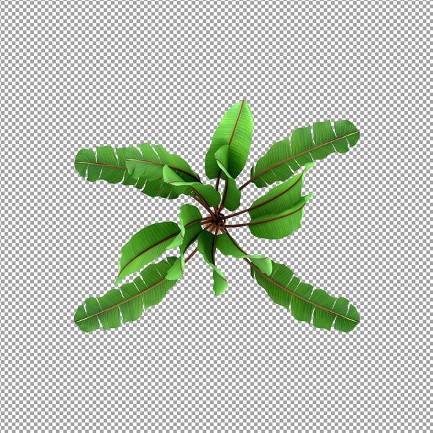 Plant isolated in 3d rendering