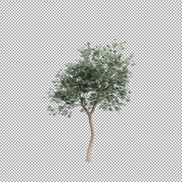 3 d レンダリングで分離された植物