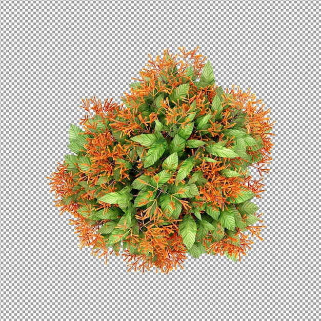 3 d レンダリングで分離された植物