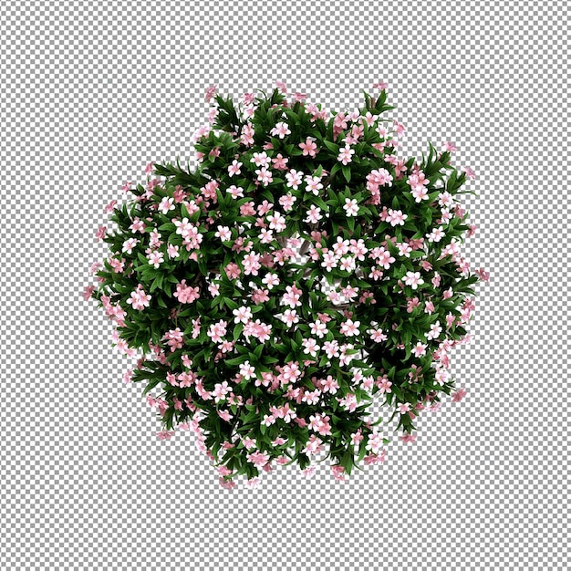 3 d レンダリングで分離された植物