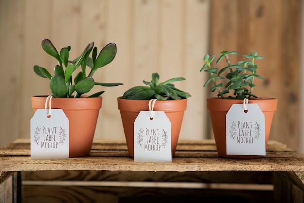 PSD plant label mockup design