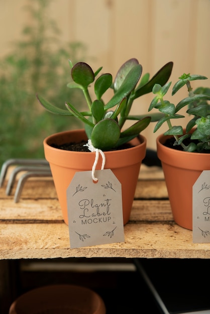 PSD plant label mockup design