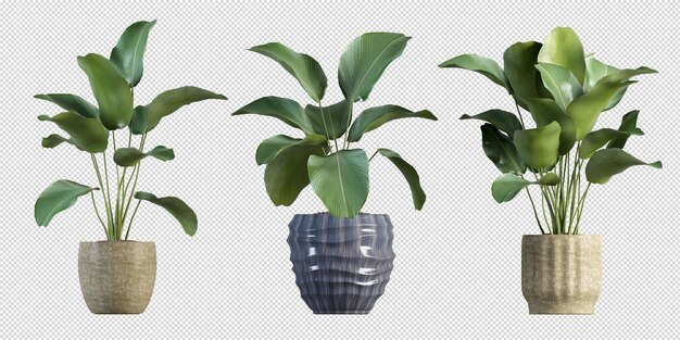 PSD plant mockup 3d rendering geïsoleerd gerenderd