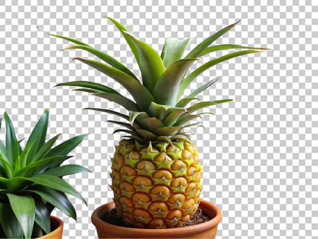 PSD a plant in a pineapple pot with a plant on transparent background