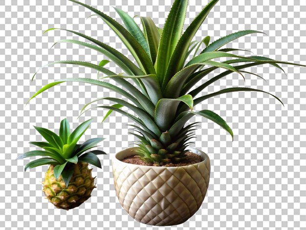 PSD a plant in a pineapple pot with a plant on transparent background