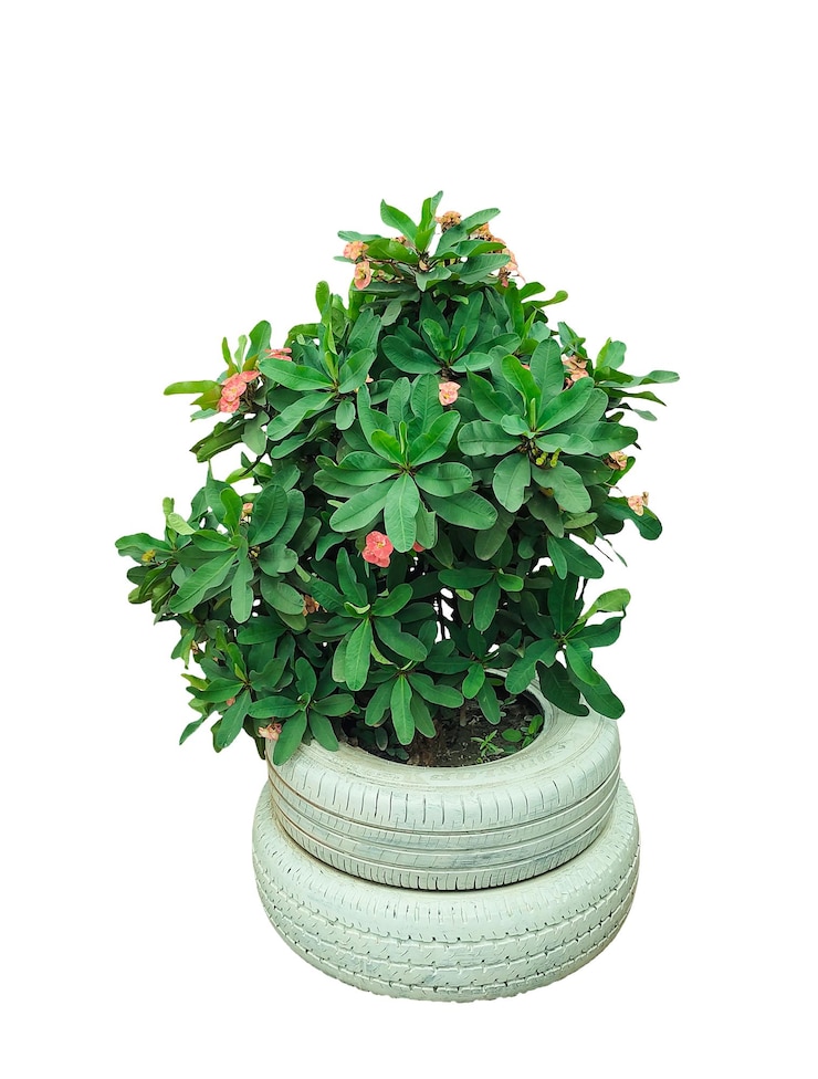 PSD 植入由回收輪胎製成的種植器