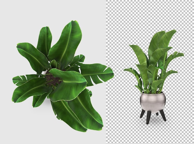 Plant in pot 3d rendering decoration design