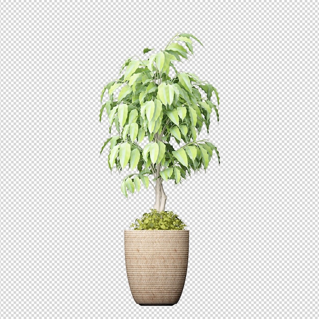 Plant in pot in 3d rendering isolated